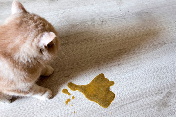 Guide to the Best Cat Food to Prevent Vomiting PetSoFun