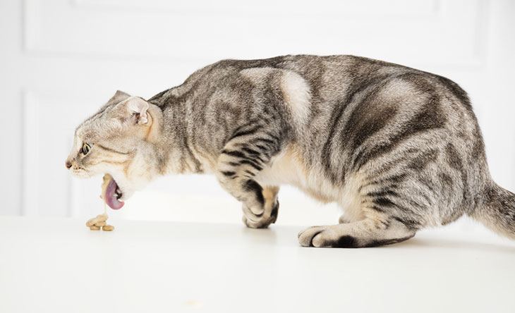 best dry cat food to prevent vomiting