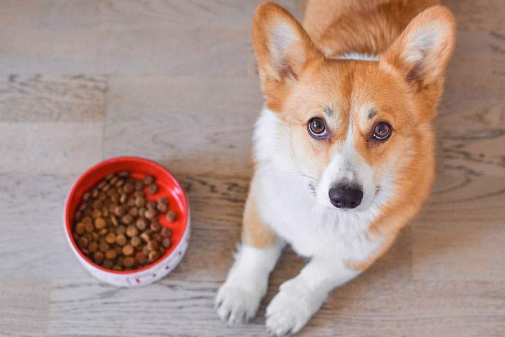 best dog food for liver failure