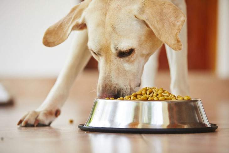 good dog foods for liver disease