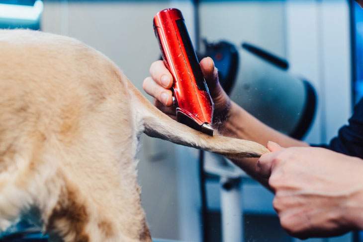 best dog clippers for nails