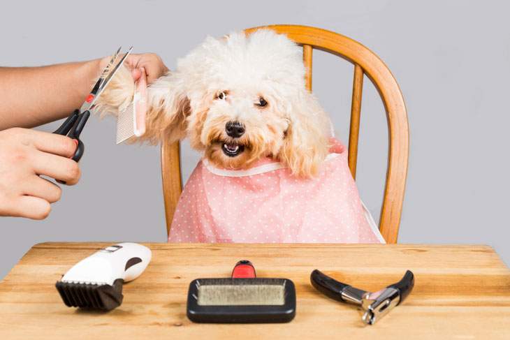 best dog clippers for poodle hair