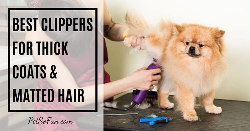 Evething About Best Dog Clippers For Thick Coats And Matted Hair