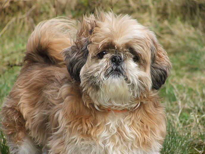 best dog grooming clippers for shih-tzu