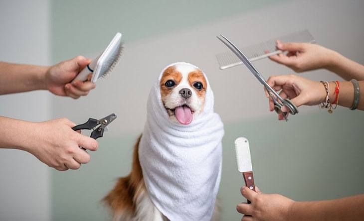 can u cut dog's hair with human clippers