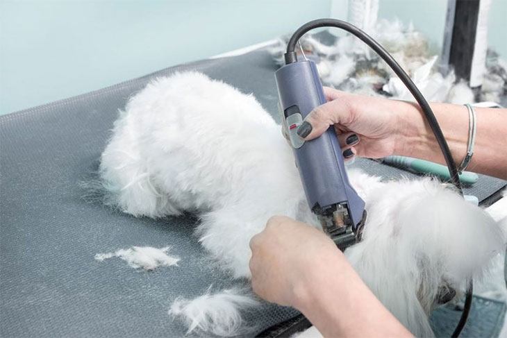 best dog clippers for a maltese