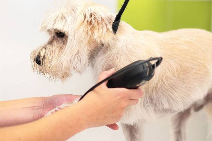 best dog grooming clippers for the money
