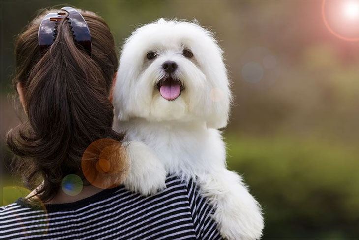 best dog grooming clippers for maltese