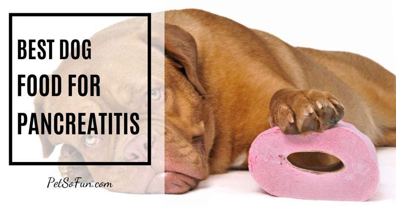 best dog food for pancreatitis