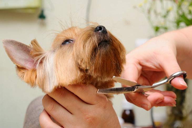 how to keep dog calm while grooming