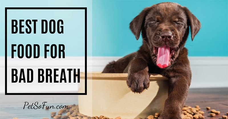 best dog food for bad breath